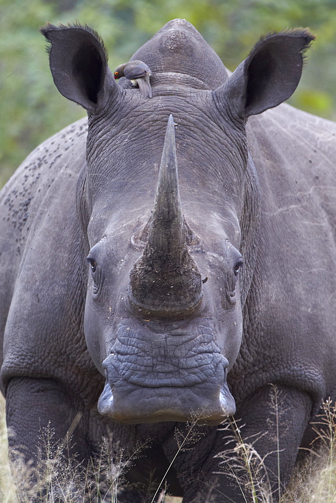 White rhinoceros (Ceratotherium simum), Kruger National Park, South Africa, Africa 