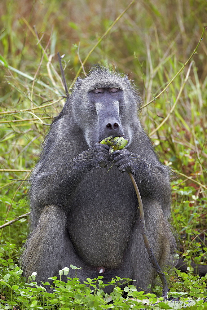 Adult male Chacma Baboon (Papio ursinus) eating a water lily tuber, Kruger National Park, South Africa, Africa