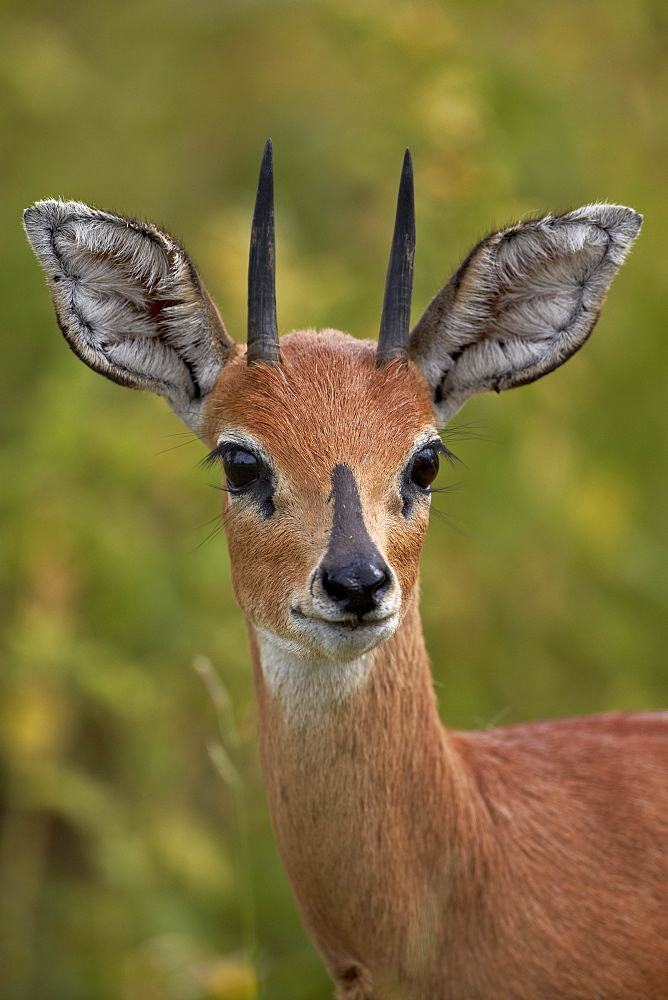 Male Steenbok (Raphicerus campestris), Kruger National Park, South Africa, Africa