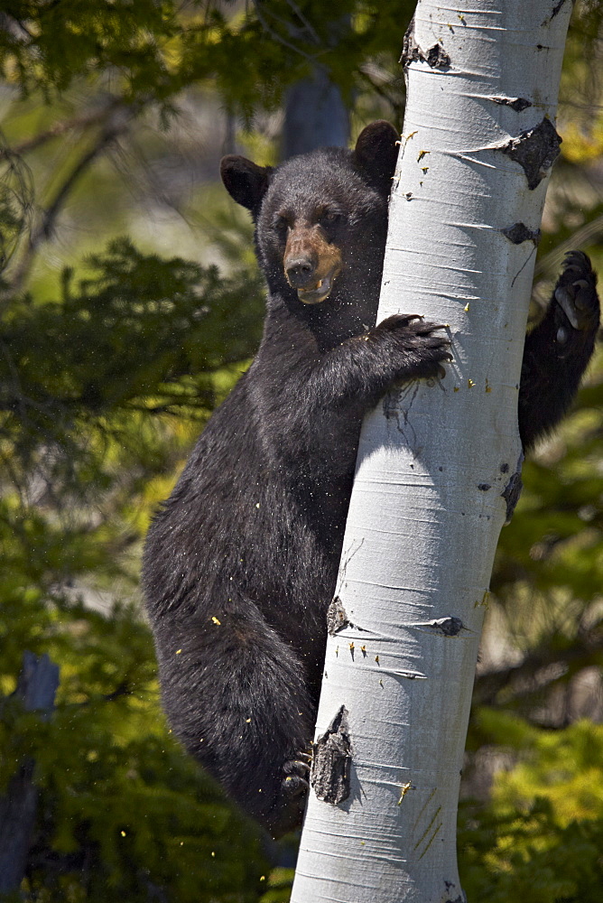 Black Bear (Ursus americanus) sow climbing a tree, Yellowstone National Park, Wyoming, United States of  America, North America