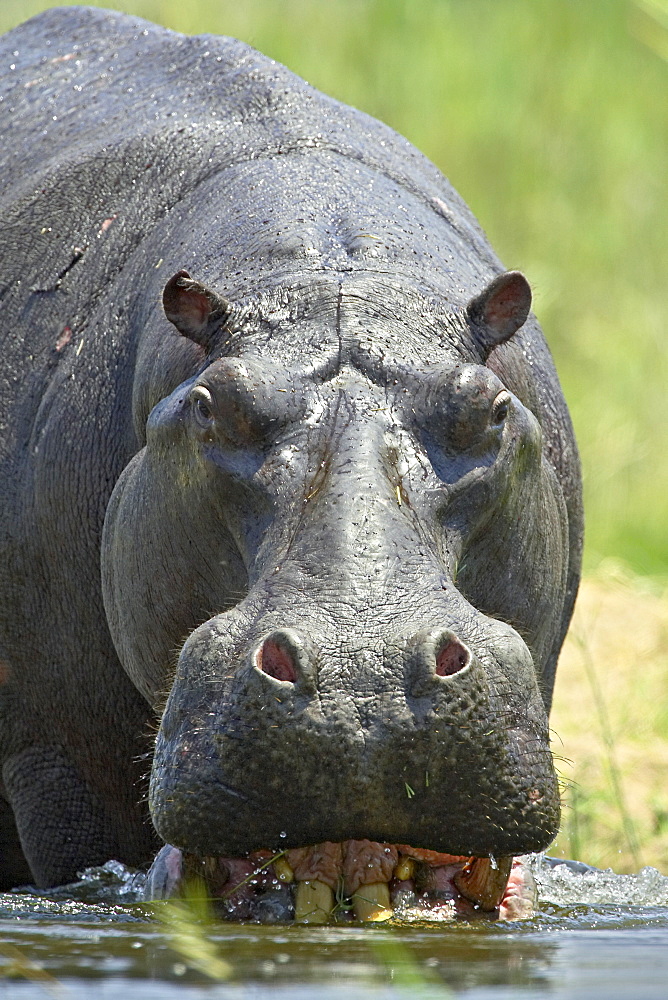 Hippopotamus (Hippopotamus amphibius) entering the water, Greater Limpopo Transfrontier Park, encompassing the former Kruger National Park, South Africa, Africa