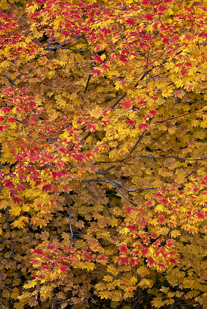 Vine maple (Acer circinatum) in the fall, Mount Hood National Forest, Oregon, United States of America, North America