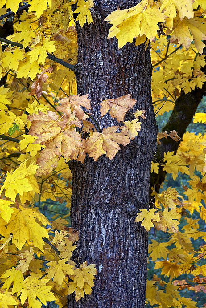 Bigleaf maple (Oregon maple) (Acer macrophyllum) in the fall, Mount Hood National Forest, Oregon, United States of America, North America