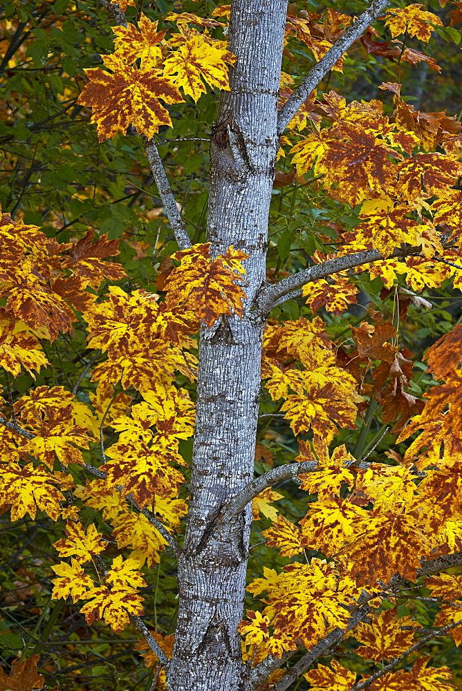 Bigleaf maple (Oregon maple) (Acer macrophyllum) in the fall, Mount Hood National Forest, Oregon, United States of America, North America