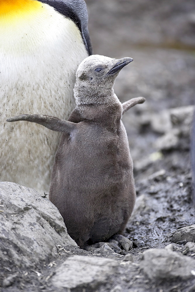 First season king penguin (Aptenodytes patagonica) chick stretching its wings, Salisbury Plain, South Georgia, Polar Regions