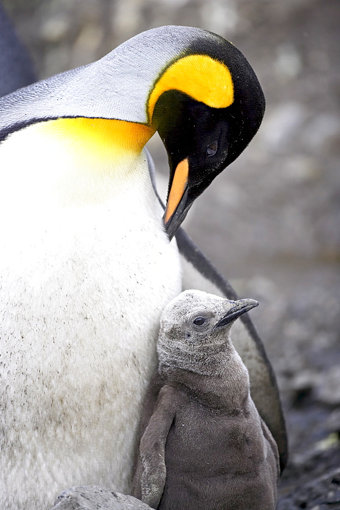 King penguin (Aptenodytes patagonica) adult and first season chick, Salisbury Plain, South Georgia, Polar Regions