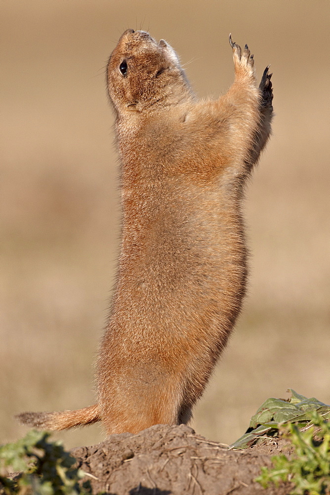 Black-tailed prairie dog (blacktail prairie dog) (Cynomys ludovicianus) calling, Custer State Park, South Dakota, United States of America, North America