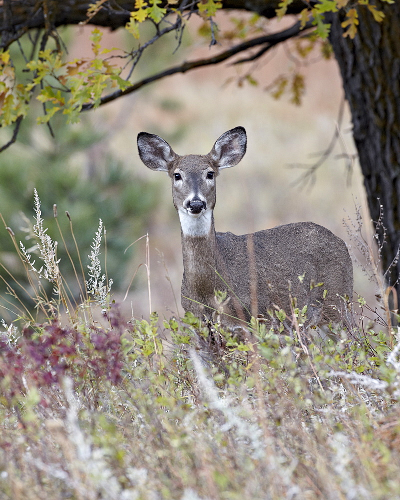 White-tailed deer (whitetail deer) (Virginia deer) (Odocoileus virginianus) doe, Custer State Park, South Dakota, United States of America, North America