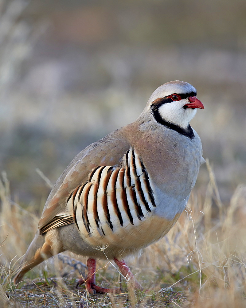 Chukar (Alectoris chukar), Antelope Island State Park, Utah, United States of America, North America