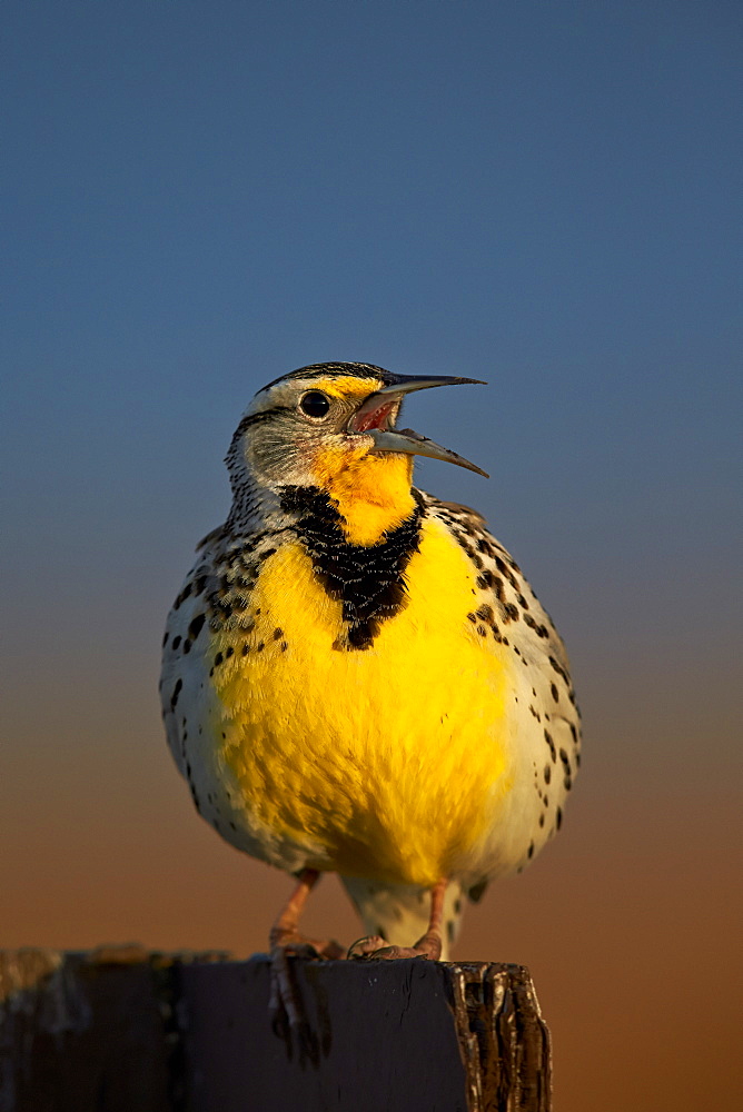 Western Meadowlark (Sturnella neglecta) singing, Antelope Island State Park, Utah, United States of America, North America