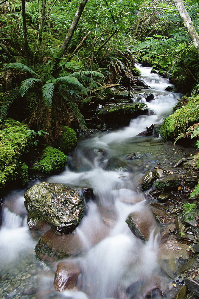 Stream through rainforest, Lewis Pass, South Island, New Zealand, Pacific