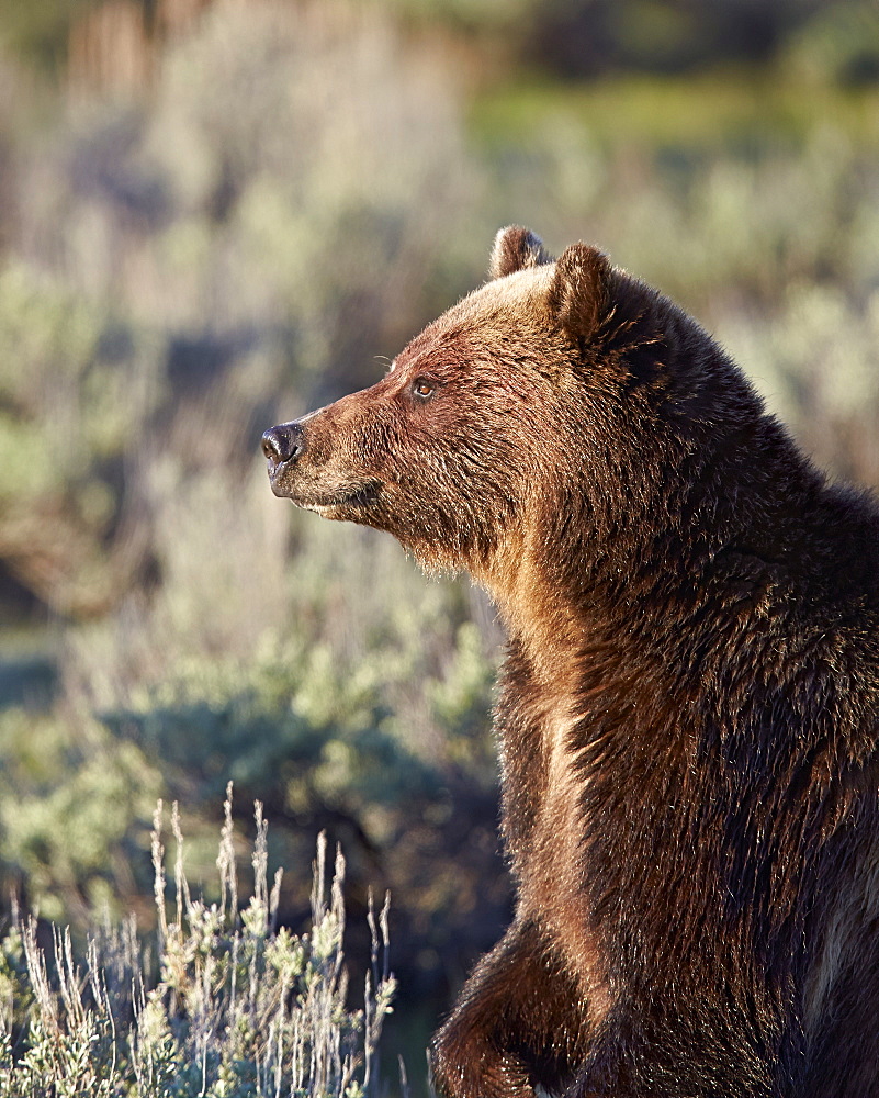 Grizzly bear (Ursus arctos horribilis), Yellowstone National Park, Wyoming, United States of America, North America