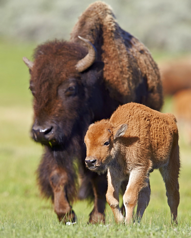 Bison (Bison bison) cow and calf in the spring, Yellowstone National Park, Wyoming, United States of America, North America