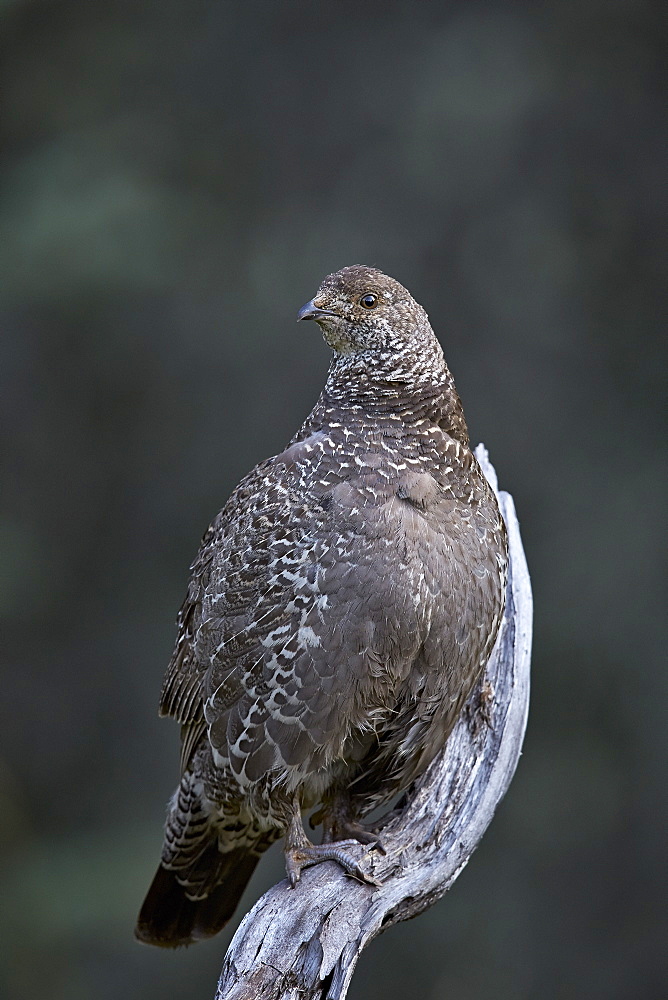 Dusky grouse (blue grouse) (Dendragapus obscurus) hen, Banff National Park, UNESCO World Heritage Site, Alberta, Canada, North America