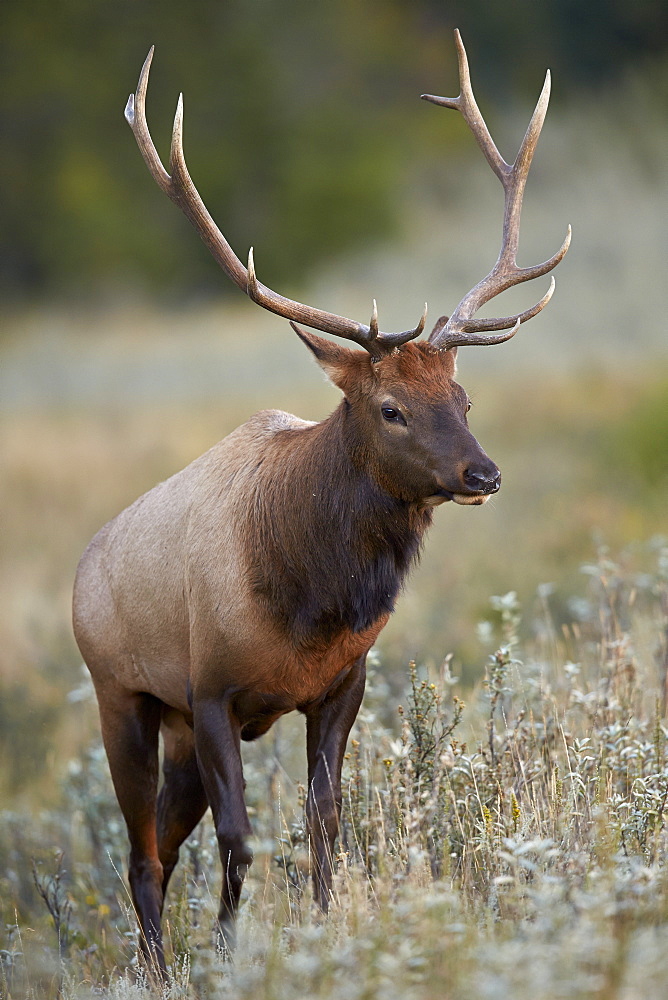 Bull elk (Cervus canadensis), Jasper National Park, Alberta, Canada, North America