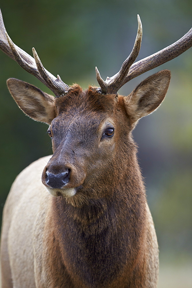 Bull elk (Cervus canadensis), Jasper National Park, Alberta, Canada, North America