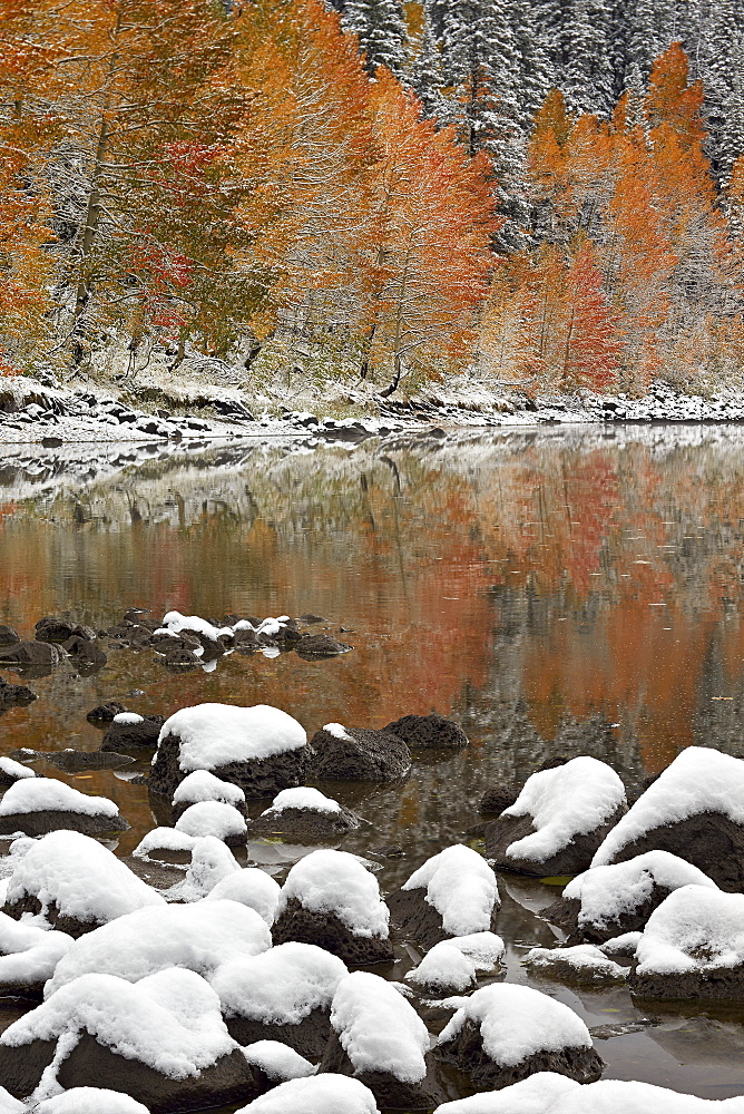 Orange aspens in the fall with snow at a lake, Grand Mesa National Forest, Colorado, United States of America, North America