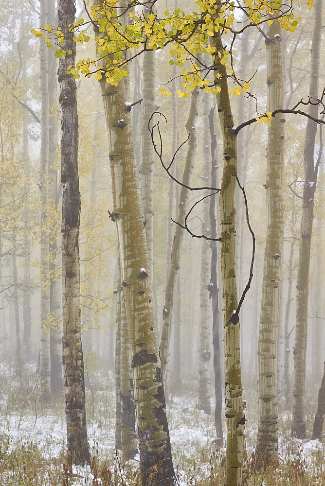 Aspens in the fall in fog, Grand Mesa National Forest, Colorado, United States of America, North America