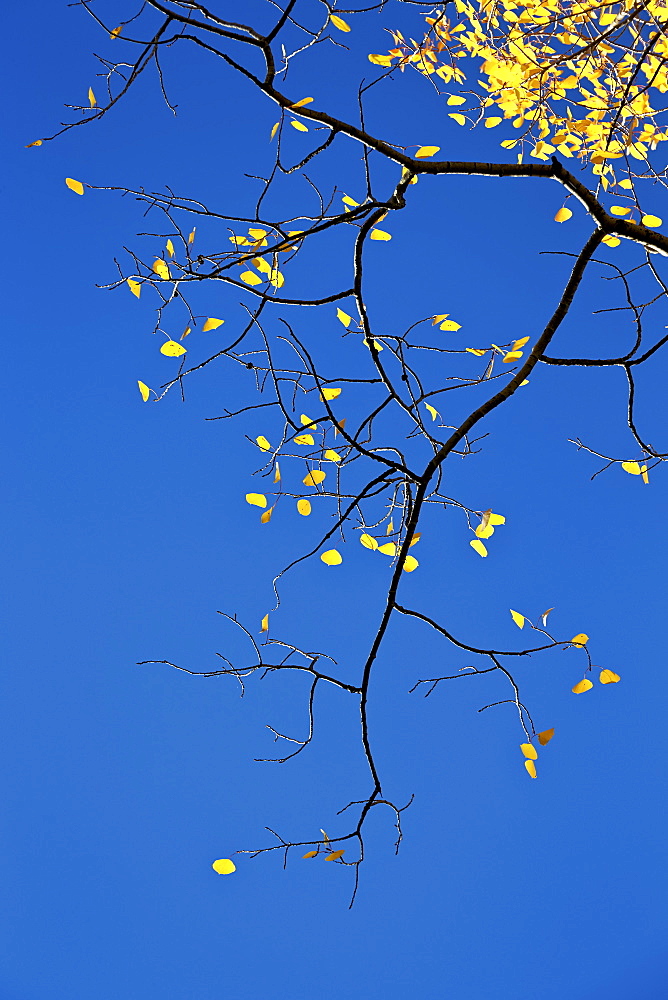 Yellow aspen leaves against a blue sky in the fall, Grand Mesa National Forest, Colorado, United States of America, North America