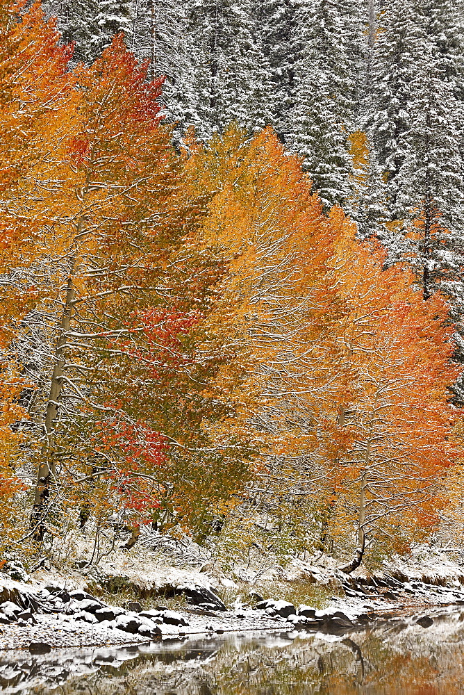 Orange aspens in the fall among evergreens covered with snow at a lake, Grand Mesa National Forest, Colorado, United States of America, North America