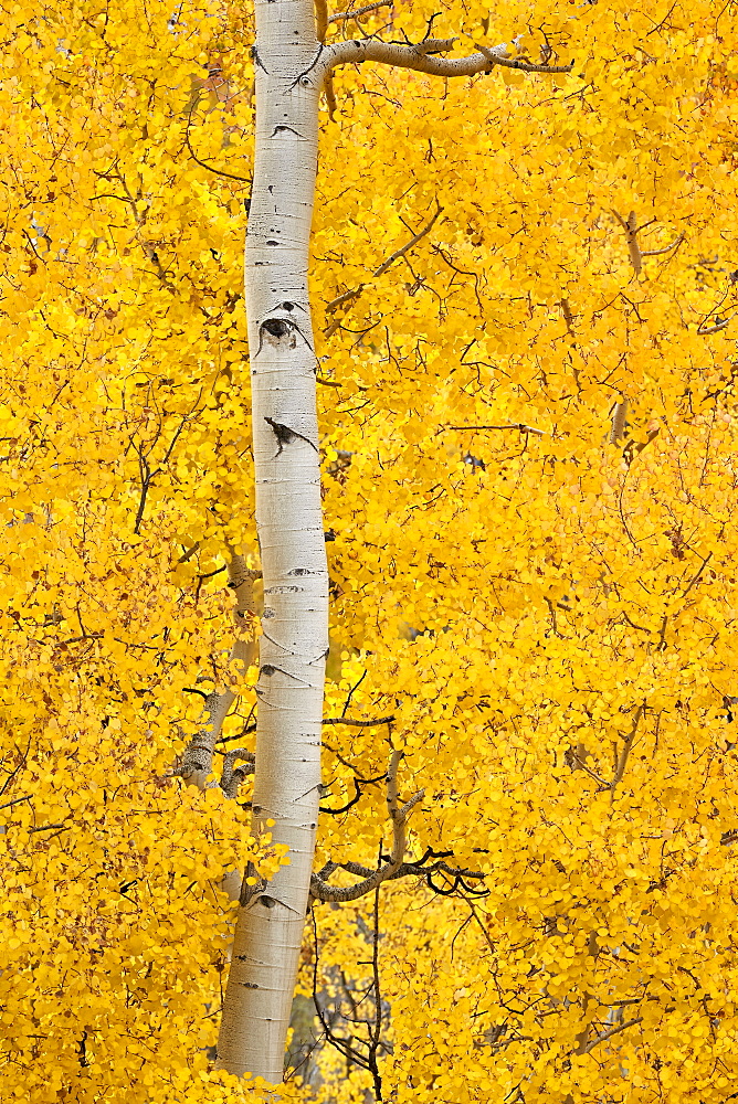 Yellow aspen in the fall, Uncompahgre National Forest, Colorado, United States of America, North America