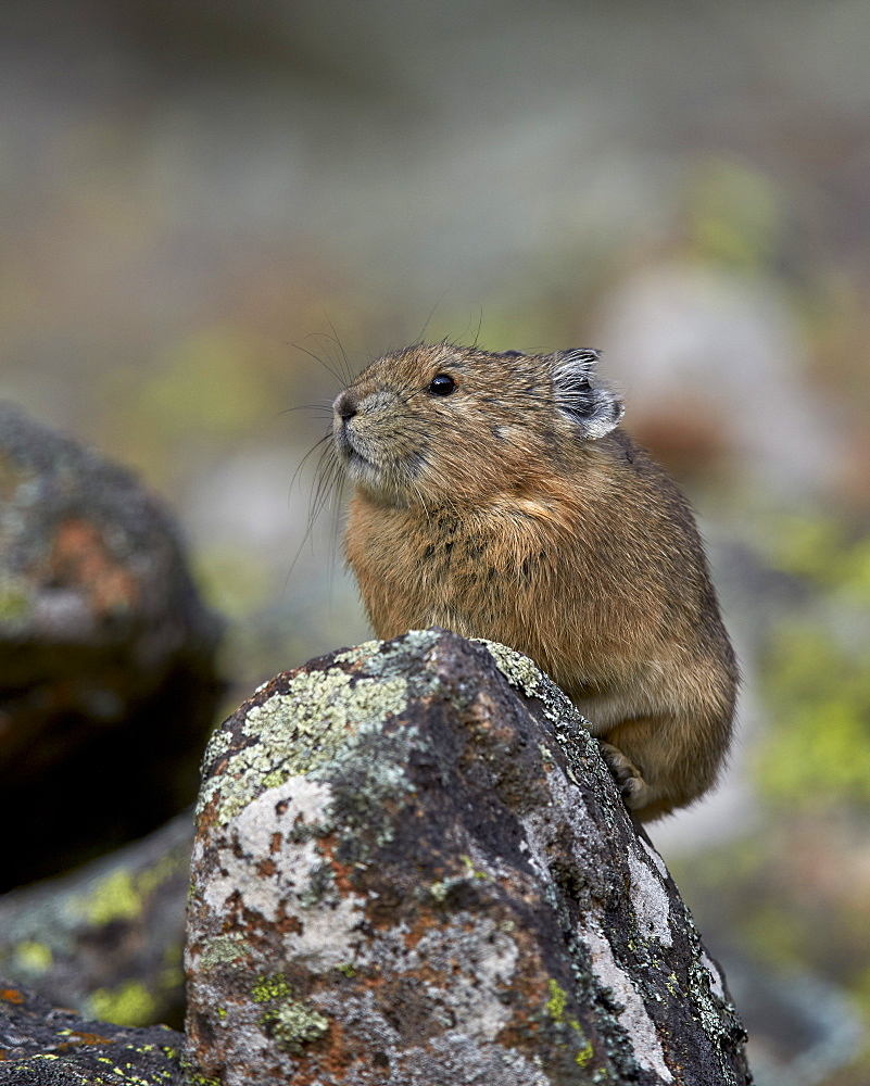 American Pika (Ochotona princeps), Uncompahgre National Forest, Colorado, United States of America, North America