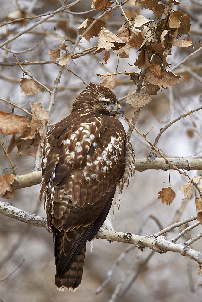 Red-tailed hawk (Buteo jamaicensis), juvenile, Bosque del Apache National Wildlife Refuge, New Mexico, United States of America, North America