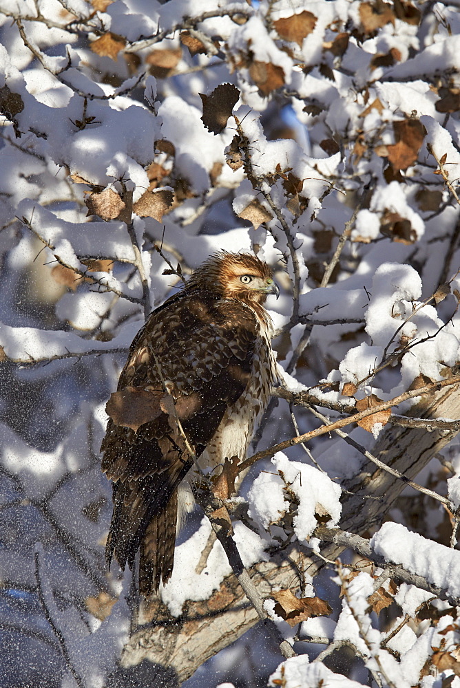 Red-tailed hawk (Buteo jamaicensis) juvenile in a snow-covered tree, Bosque del Apache National Wildlife Refuge, New Mexico, United States of America, North America 