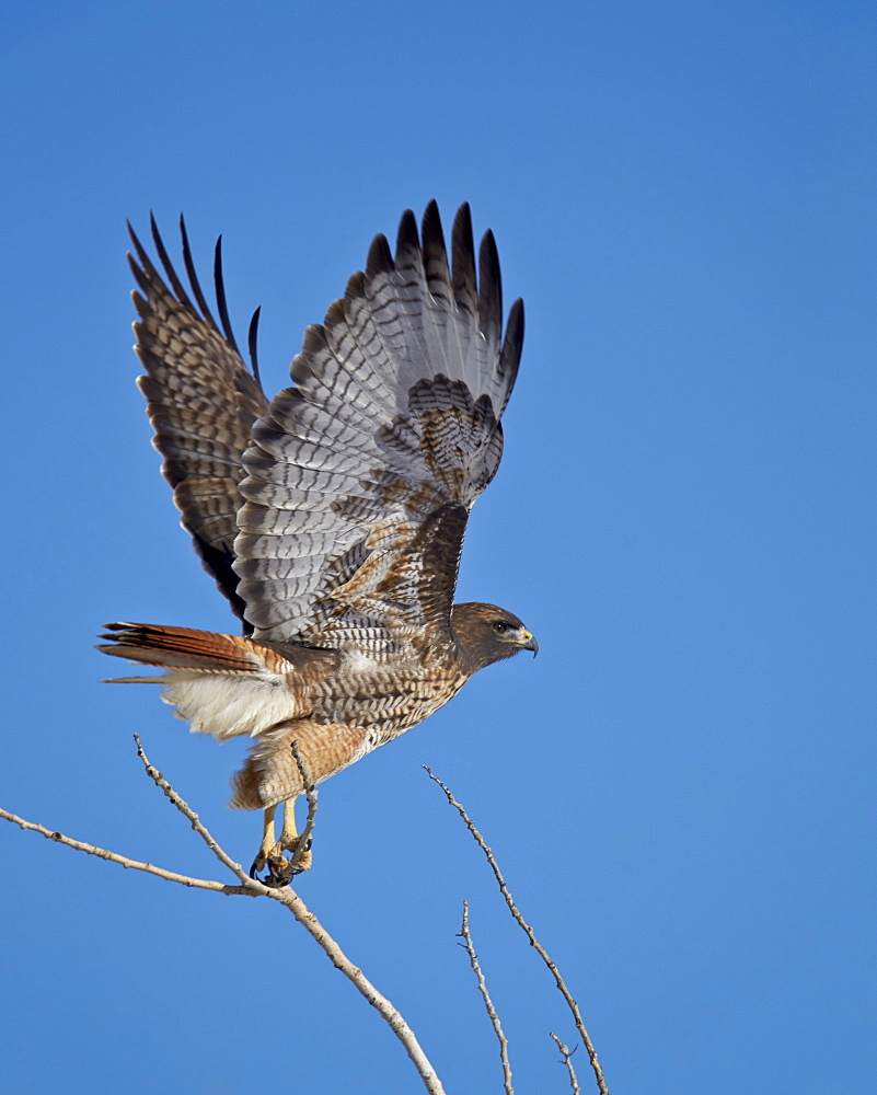 Red-tailed hawk (Buteo jamaicensis) taking off, Bosque del Apache National Wildlife Refuge, New Mexico, United States of America, North America 