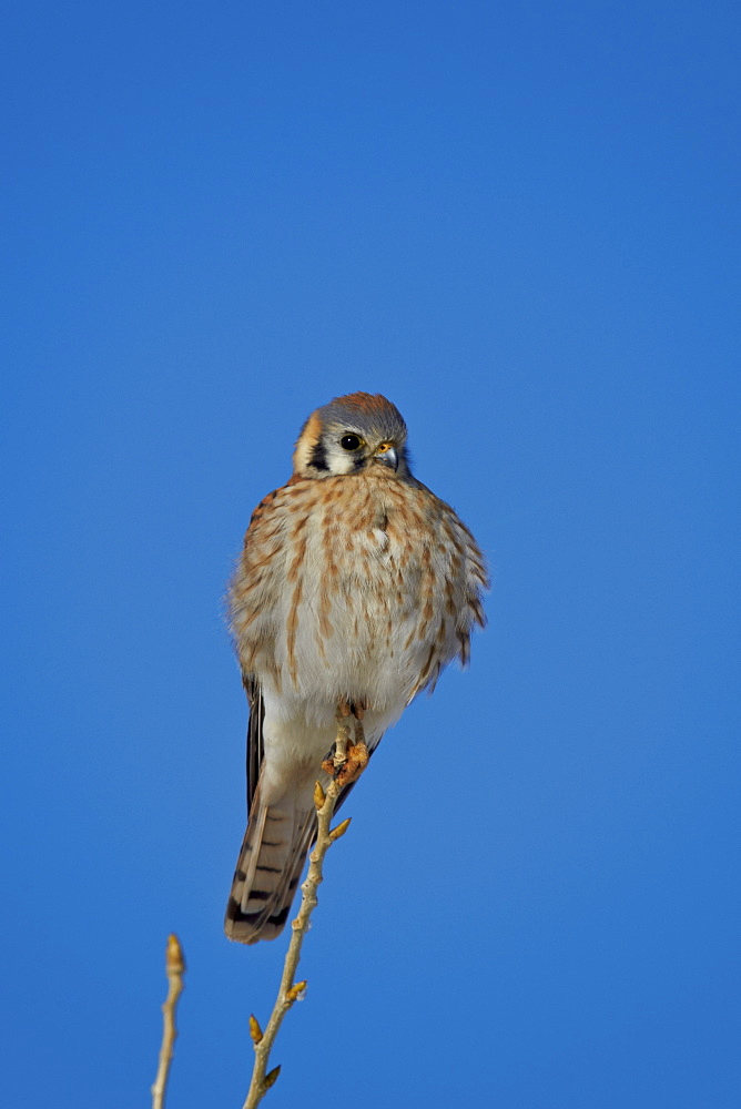 American kestrel (sparrow hawk) (Falco sparverius) female, Bosque del Apache National Wildlife Refuge, New Mexico, United States of America, North America 