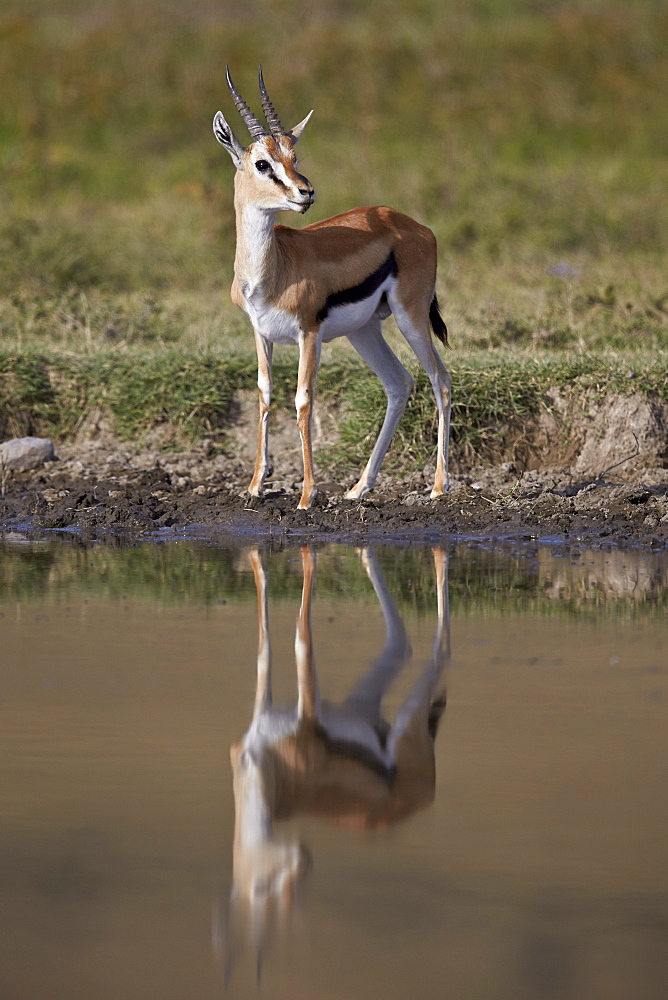 Thomson's gazelle (Gazella thomsonii) buck with reflection, Ngorongoro Crater, Tanzania, East Africa, Africa 