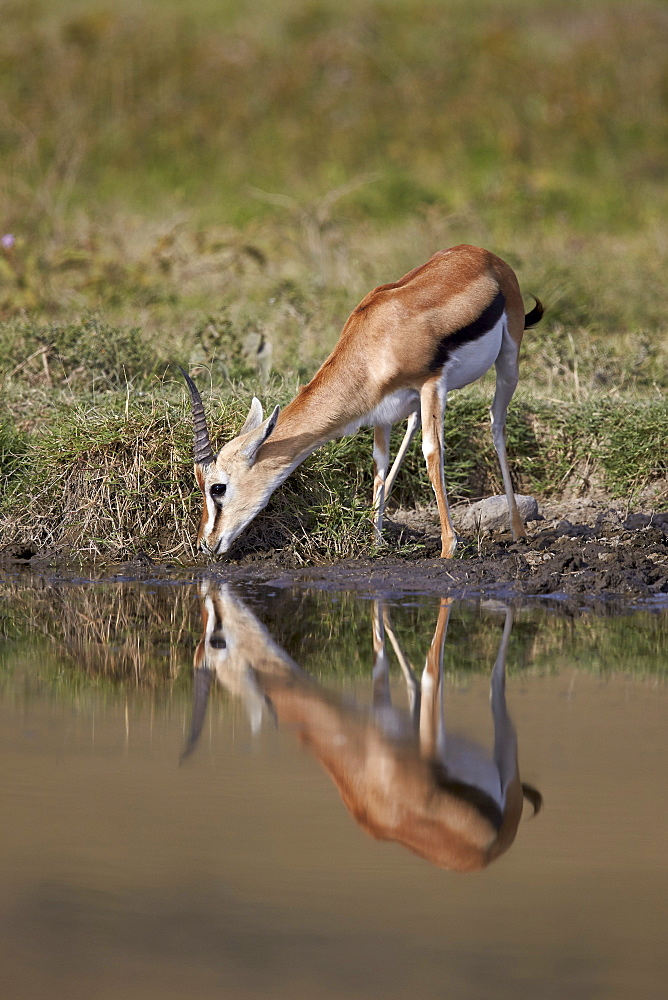 Thomson's gazelle (Gazella thomsonii) buck drinking with reflection, Ngorongoro Crater, Tanzania, East Africa, Africa 