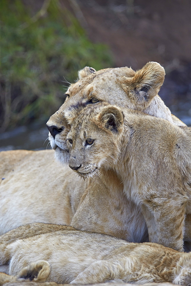 Lion (Panthera leo) female and cub, Ngorongoro Crater, Tanzania, East Africa, Africa