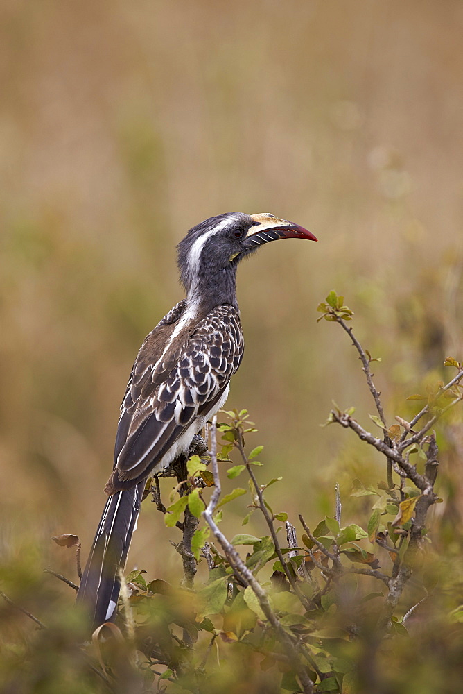 African grey hornbill (African gray hornbill) (Tockus nasutus), female, Serengeti National Park, Tanzania, East Africa, Africa