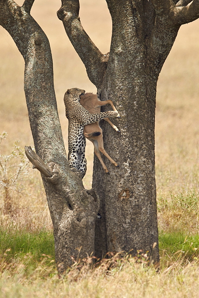 Leopard (Panthera pardus) carrying a days-old blue wildebeest (brindled gnu) (Connochaetes taurinus) calf up a tree, Serengeti National Park, Tanzania, East Africa, Africa