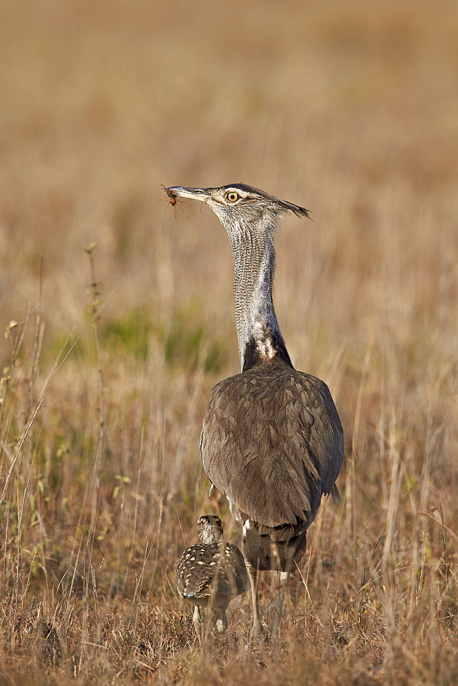 Kori bustard (Ardeotis kori) adult and ckick, Ngorongoro Conservation Area, Tanzania, East Africa, Africa