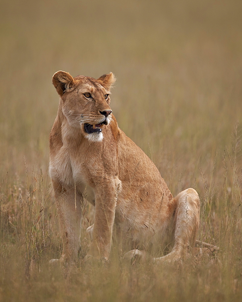 Lioness (Panthera leo), Serengeti National Park, Tanzania, East Africa, Africa