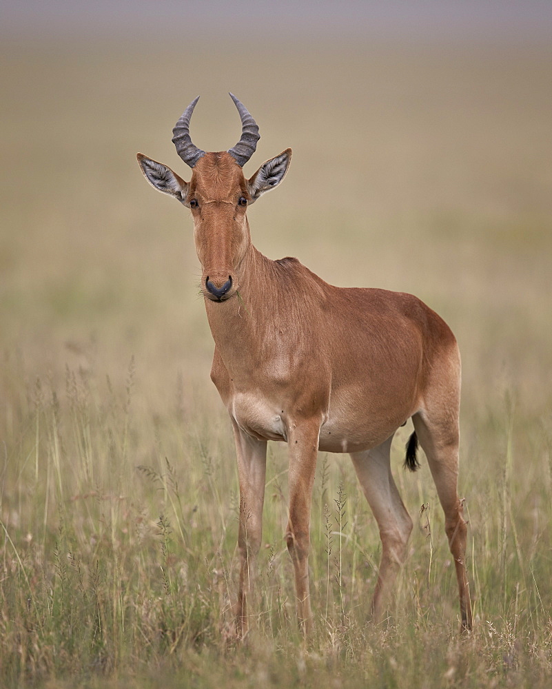 Coke's hartebeest (Alcelaphus buselaphus cokii), Serengeti National Park, Tanzania, East Africa, Africa