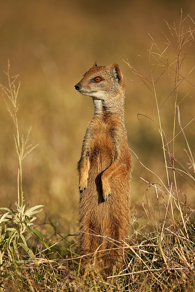 Yellow mongoose (Cynictis penicillata) prairie-dogging, Mountain Zebra National Park, South Africa, Africa