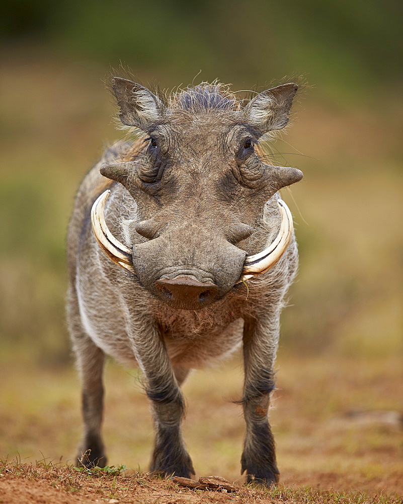 Warthog (Phacochoerus aethiopicus), male, Addo Elephant National Park, South Africa, Africa