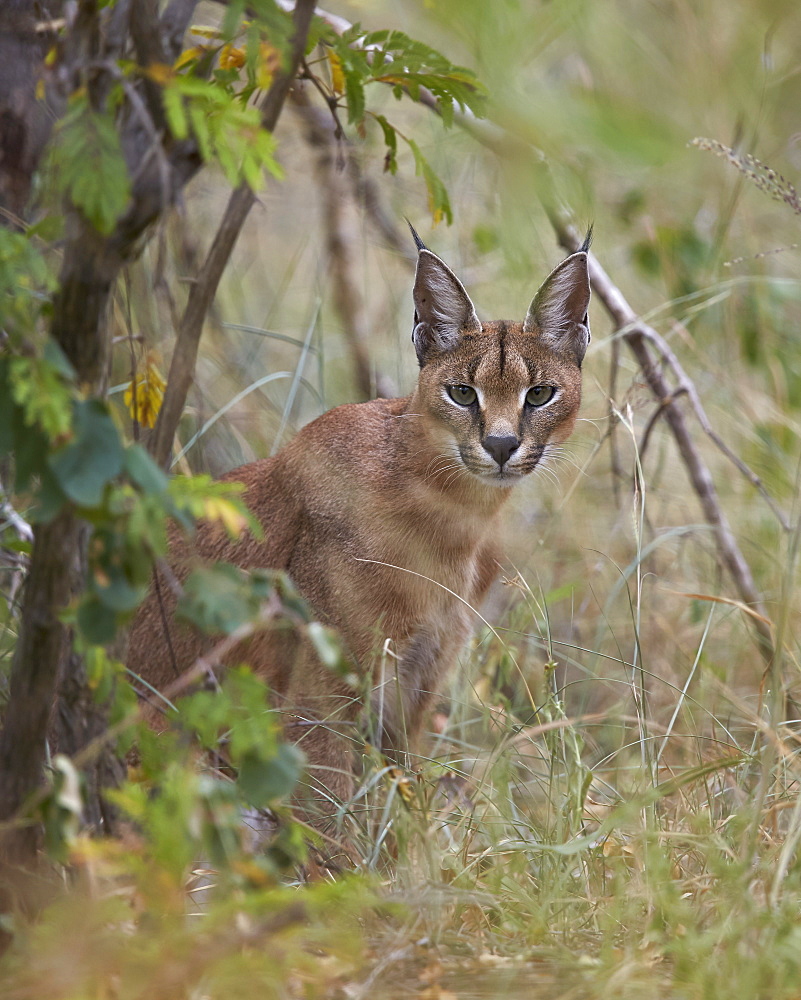 Caracal (Caracal caracal), Kruger National Park, South Africa, Africa