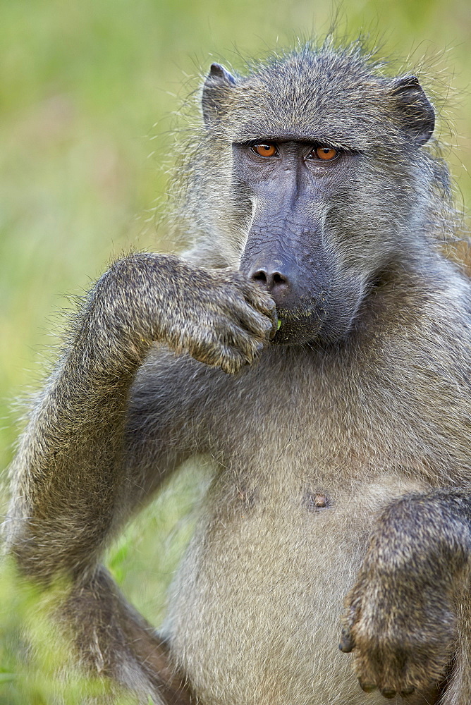 Chacma baboon (Papio ursinus) eating, Kruger National Park, South Africa, Africa