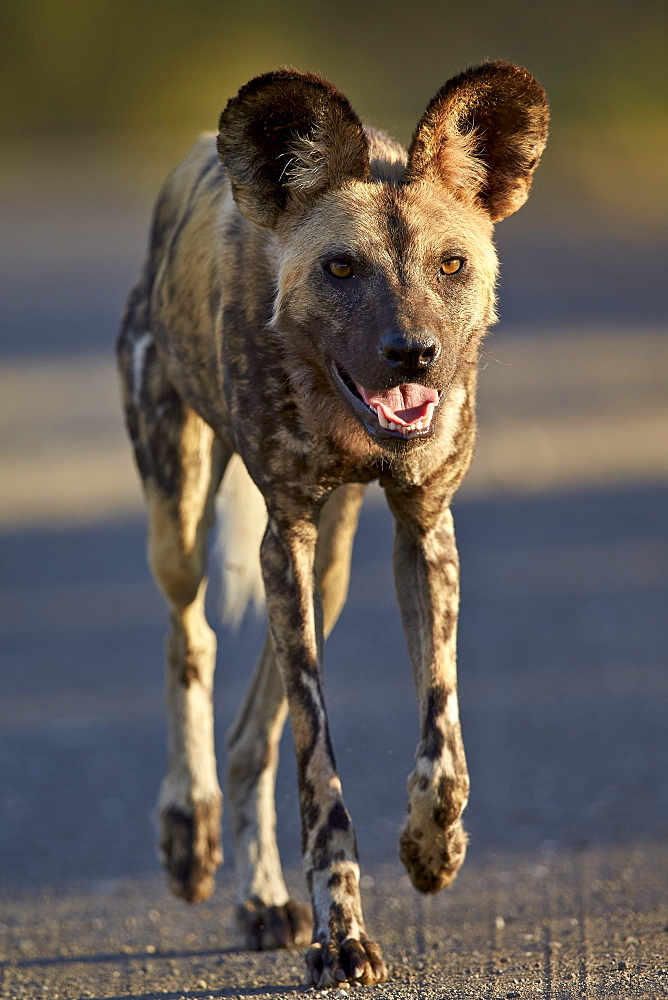 African wild dog (African hunting dog) (Cape hunting dog) (Lycaon pictus) running, Kruger National Park, South Africa, Africa