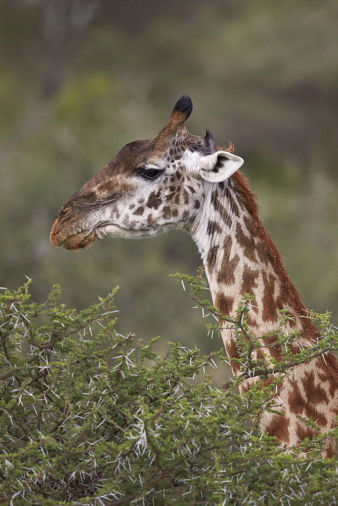 Masai giraffe (Giraffa camelopardalis tippelskirchi), Ngorongoro Conservation Area, UNESCO World Heritage Site, Serengeti, Tanzania, East Africa, Africa