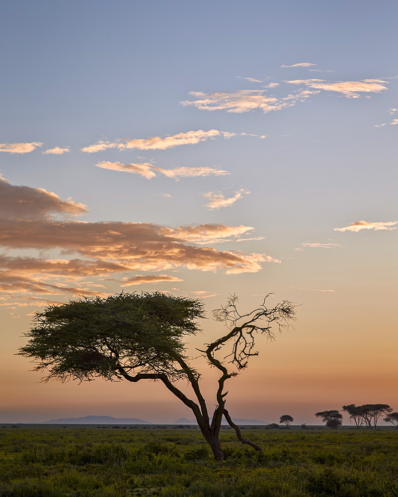 Acacia tree and clouds at dawn, Ngorongoro Conservation Area, UNESCO World Heritage Site, Serengeti, Tanzania, East Africa, Africa