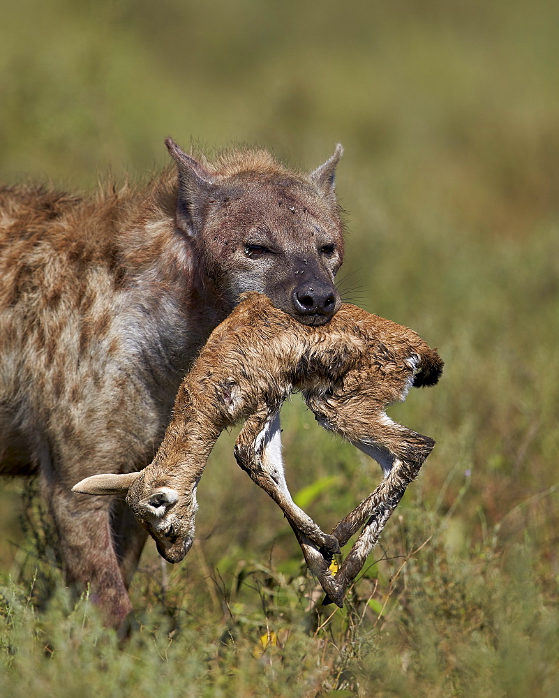 Spotted hyena (spotted hyaena) (Crocuta crocuta) with a baby Thomson's gazelle (Gazella thomsonii), Ngorongoro Conservation Area, UNESCO World Heritage Site, Serengeti, Tanzania, East Africa, Africa