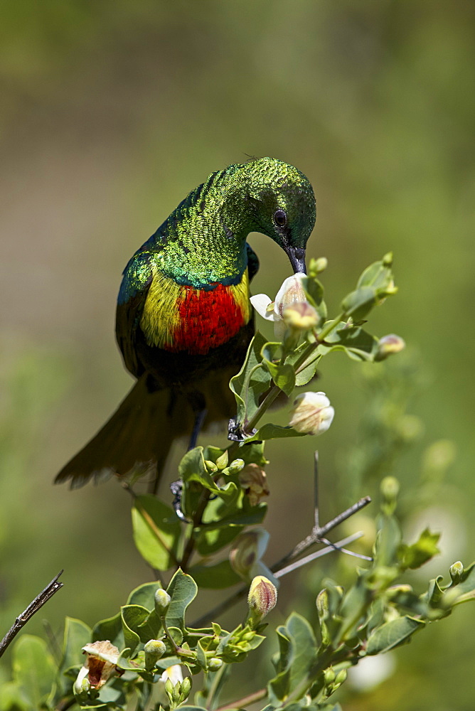 Beautiful sunbird (Cinnyris pulchella), female, Ngorongoro Conservation Area, UNESCO World Heritage Site, Serengeti, Tanzania, East Africa, Africa