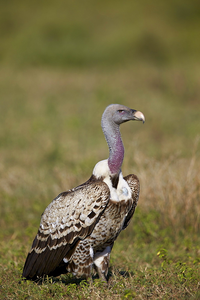 Rupellss griffon vulture (Gyps rueppellii), Ngorongoro Conservation Area, UNESCO World Heritage Site, Serengeti, Tanzania, East Africa, Africa