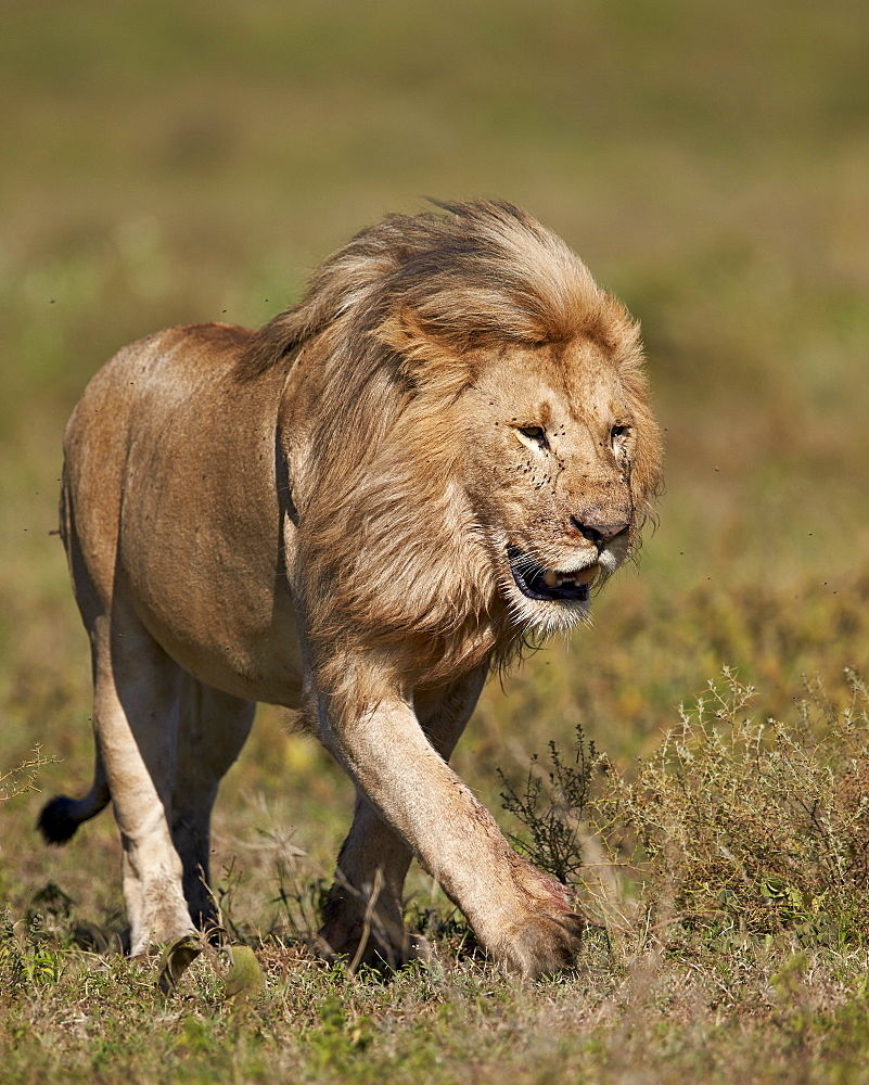 Lion (Panthera leo), Ngorongoro Conservation Area, UNESCO World Heritage Site, Serengeti, Tanzania, East Africa, Africa