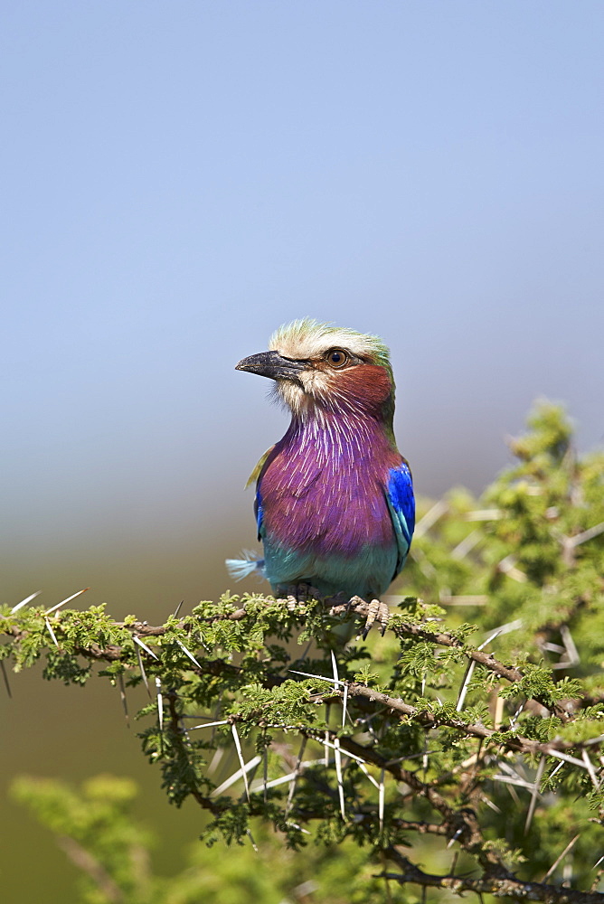 Lilac-breasted roller (Coracias caudata), Ngorongoro Conservation Area, UNESCO World Heritage Site, Serengeti, Tanzania, East Africa, Africa